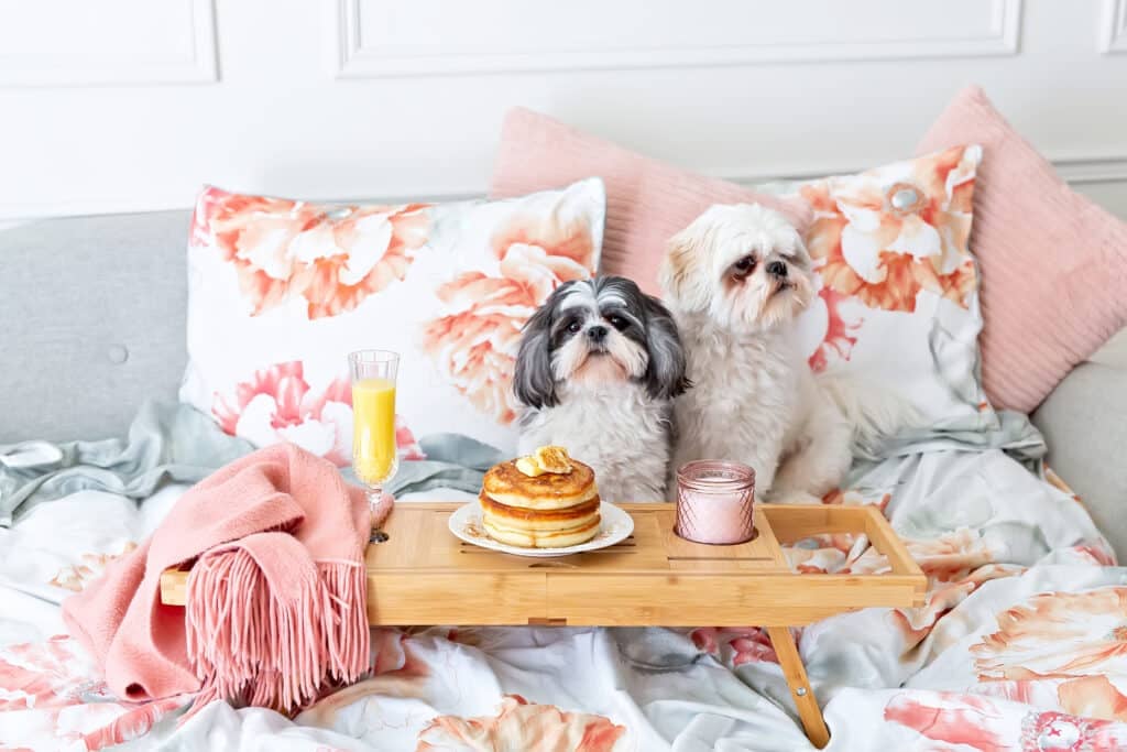 Dogs on bed eating breakfast. Looking for jobs where you work alone? If you're an introvert or simply want minimal human interaction, here are 40 work alone jobs.