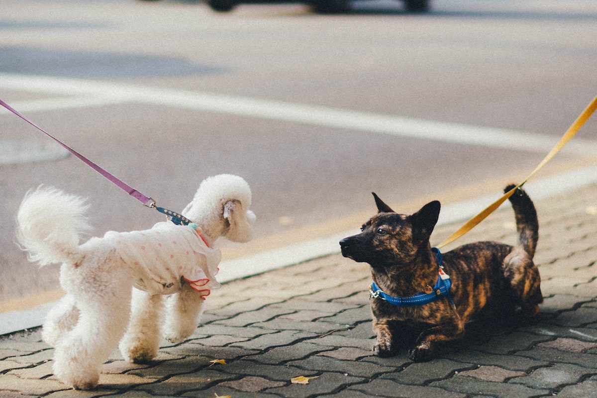 Dogs meeting each other on the street.