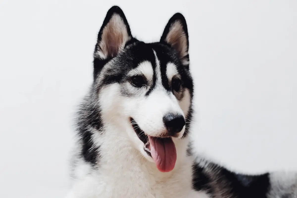 apartments often impose breed restrictions on huskies
