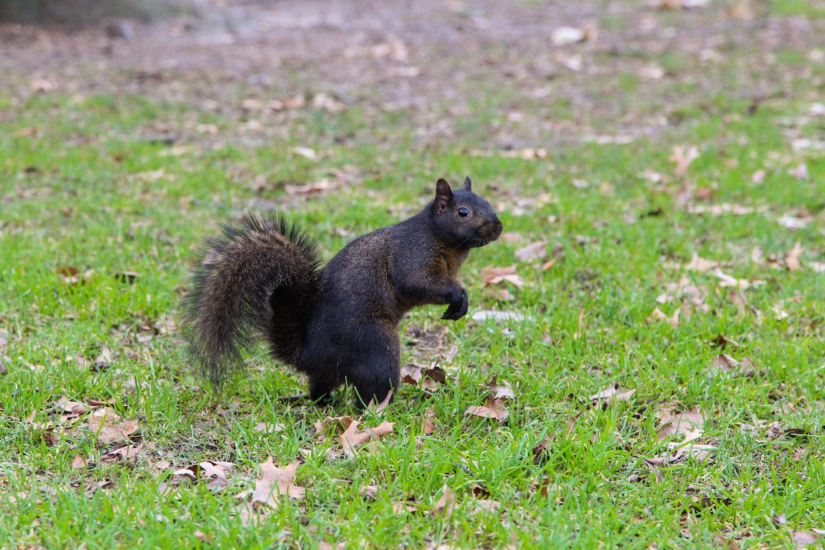 Black squirrel, New York