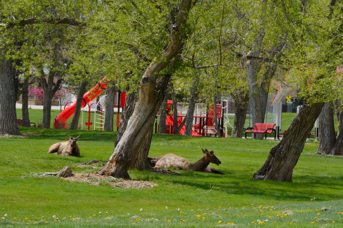 Elk resting near playground equipment in a park in Arvada, a great Denver suburb