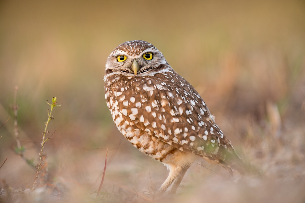 The Cape Coral area is home to the burrowing owl, a native bird of Florida