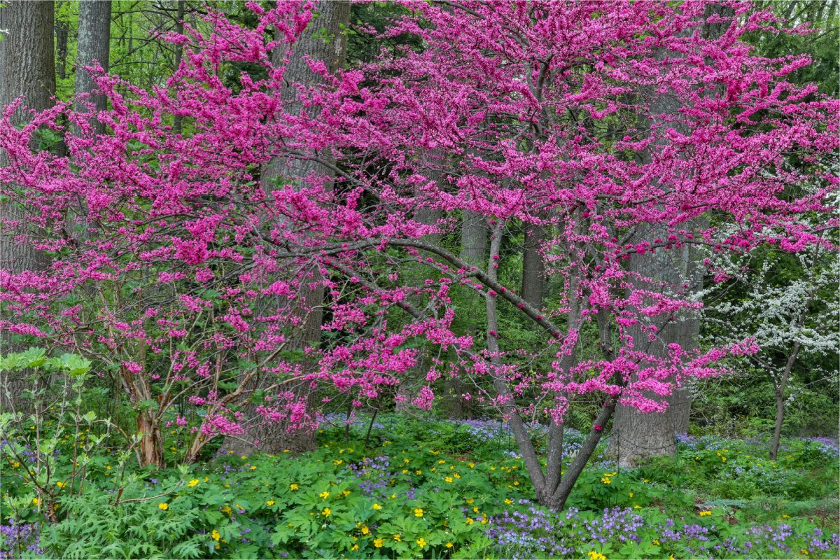 Blossoming tree at a park in one of Delaware